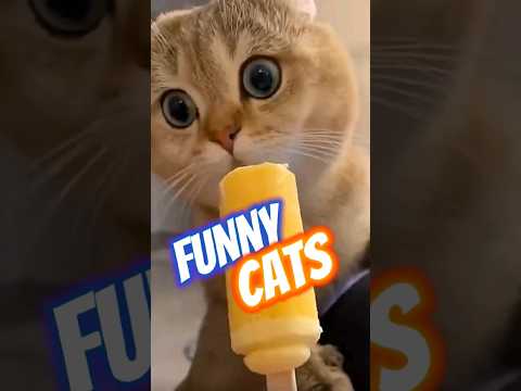 Süße lustige Katzen fun cats