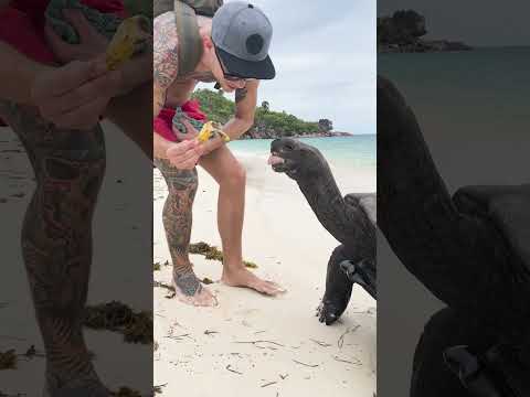 Riesenschildkröte wird mit Banane gefüttert schildkroete banane