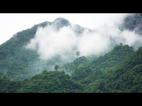 6 Stunden Dschungelmorgengeräusche am Morgen dschungel musik