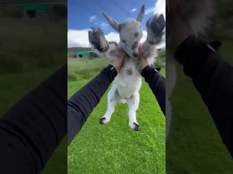 FUNNIEST Pets Of The Week lustige tiere 1