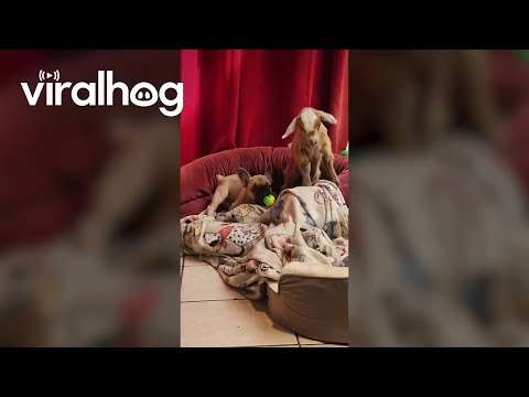 Ziegenbaby und Welpe spielen miteinander ziege hundspielen