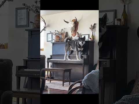 hund klavierspielen