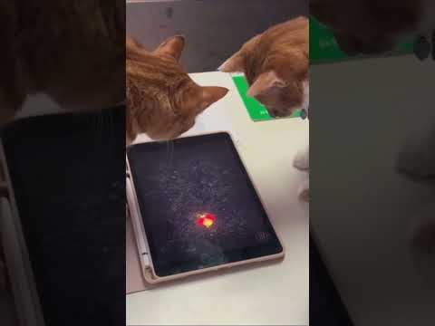 Katzen spielen am Tablet katze tablet