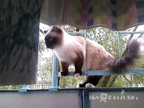 Slalomkatze auf dem Balkon slalom katze