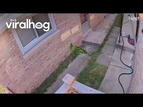 Eichhörnchen klaut Lebensmittel eichhoernchen fressen