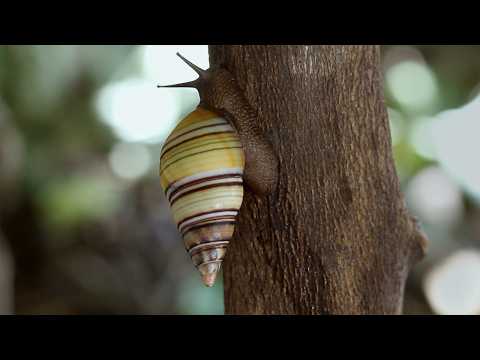 Entspannen mit langsamen Schnecken langsame schnecken