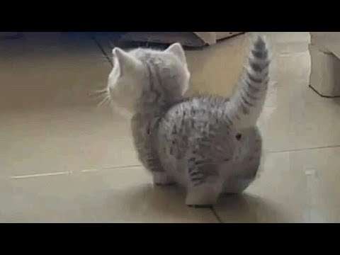 Mit Tieren zusammen leben lustige tiere heim