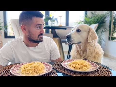 Spaghetti-Wettessen - Golden Retriever gegen mich spaghetti wettessen