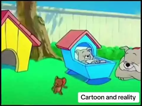 Tom and Jerry Cartoon -> Cats in Reality cartoon realitaet
