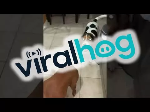 Hund will Truthahn haben hund truthahn