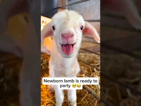 Kleine Ziege tollt und spielt im Haus herum ziege haustollen