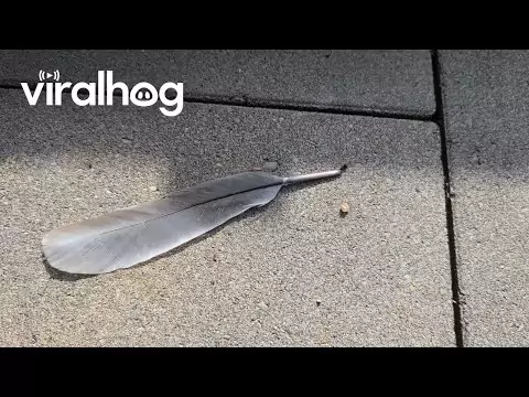 Fleißige Ameise zieht riesige Feder - ViralHog ameise feder