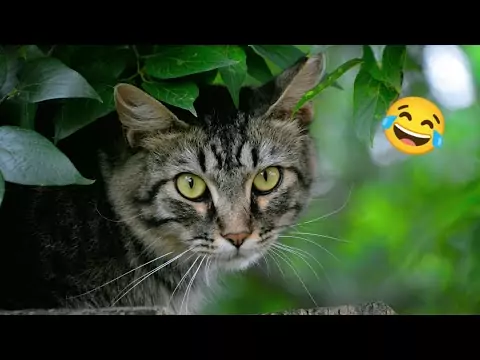 Katzen sind lustig - Katzenvideos funny katzen