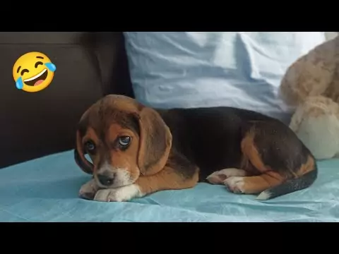 Lustige und süße Hundevideos #2 hunde spass