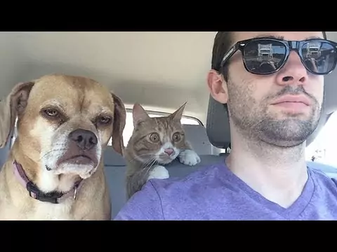 Tiere können sehr schlau sein schlaue tiere