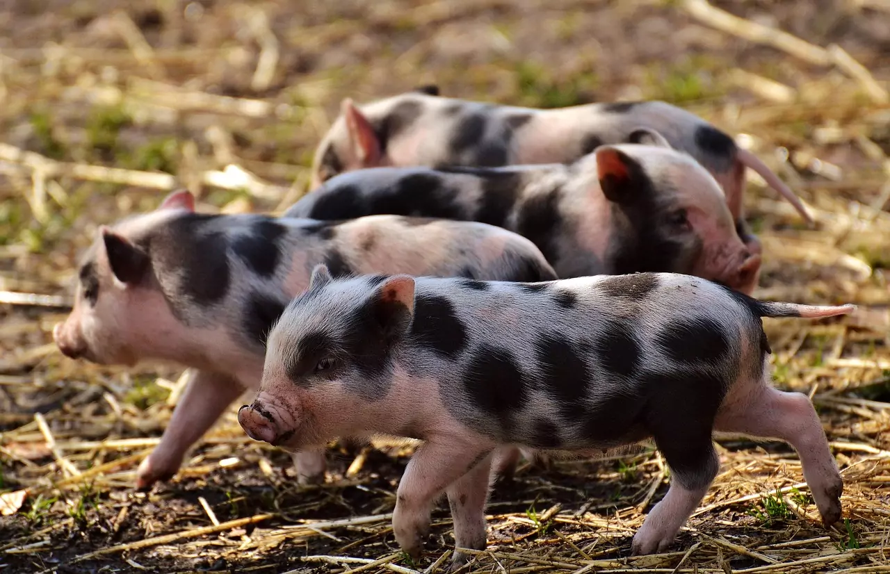 schweine musik