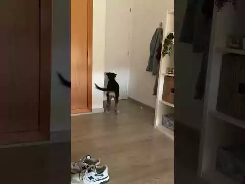 aufgeregter hund