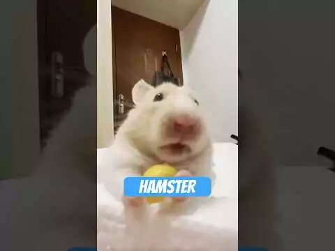 Der Hamster - Todesmut in Flausch verpackt hamster flausch