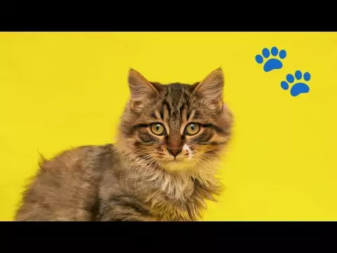 katzen videos