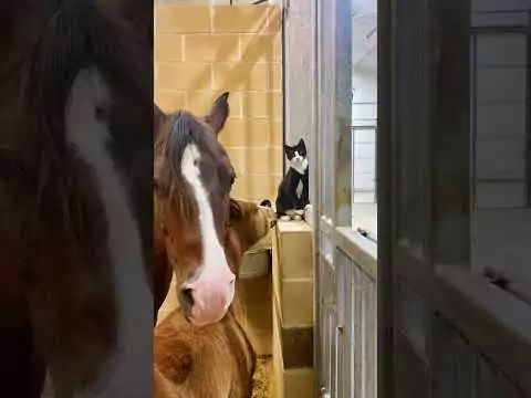 Pferde und ihre besten Freunde pferd freunde