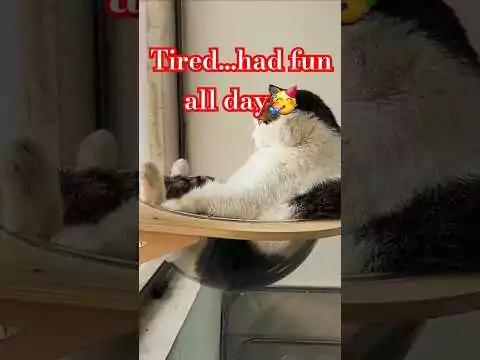 Tiere können ja so lustig sein tiere lustig