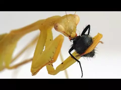 gottesanbeterin fliege