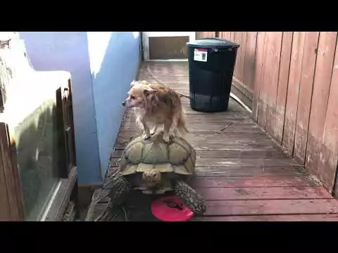 turtle hund