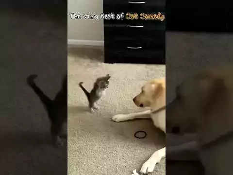 Lustiges und verrücktes - Katzen funverr katzen