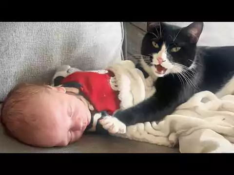 Katze als Wächter und Aufpasser von Babys katzen babys