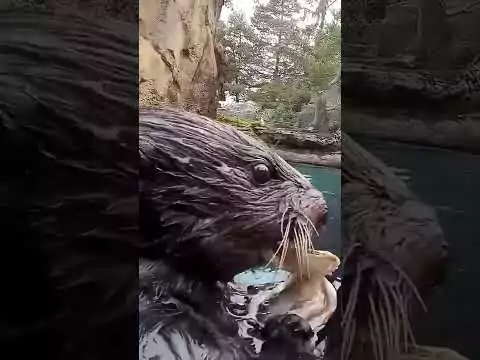 Wie Otter Austern öffnen und futtern otter austern