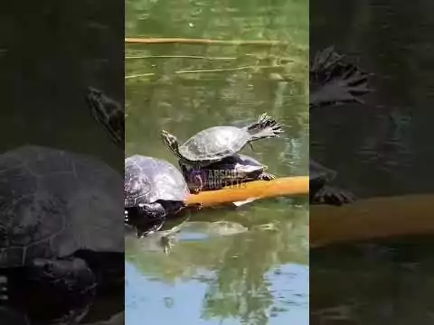 Time of my life - Schildkröten song sonnen