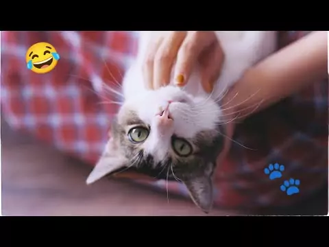 Lustige Katzenvideos - kleine und große Katzen fun cat