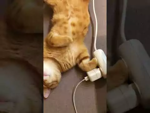 Katze nach dem Aufladen an der Steckdose katze aufladen