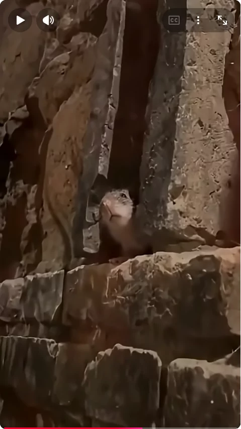 Ratatouille in Echt Ratatouille koch