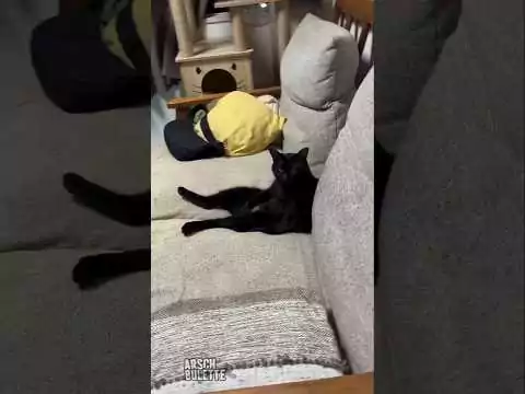 Katze ist total fix und fertig katze fertig