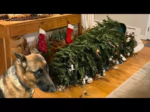 hund weihnachten
