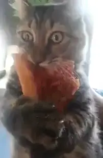 katze pizza