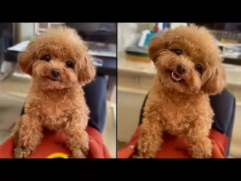 Es gibt nichts Schöneres als glückliche Hunde happy dog