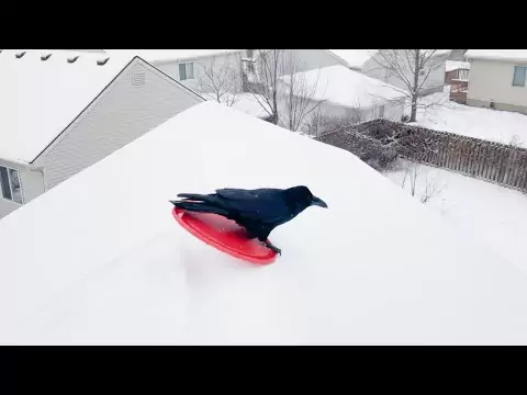 Slipping, Sliding & Laughing + Funny Animals Enjoy Winter tiere winter