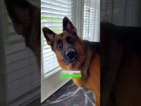 deutsche schaeferhund