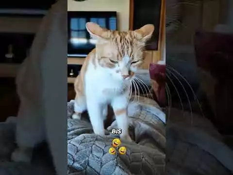 Wenn du eine Katze bist - Verhaltensregeln katze sein