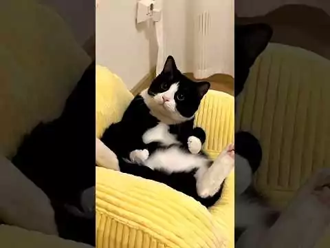 Lustige Katzen / Funny Cats lustige katzen