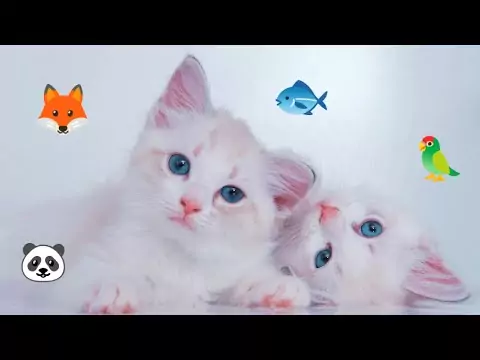 Lustige Katzenvideos und Tiervideos lustige katzenvideos