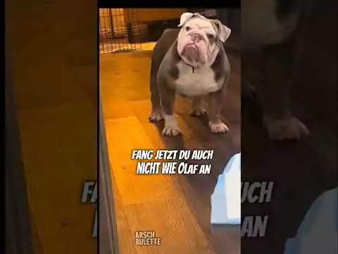 Hund Viktor hat Hunger victor hunger