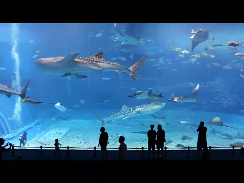 Okinawa Churaumi Aquarium