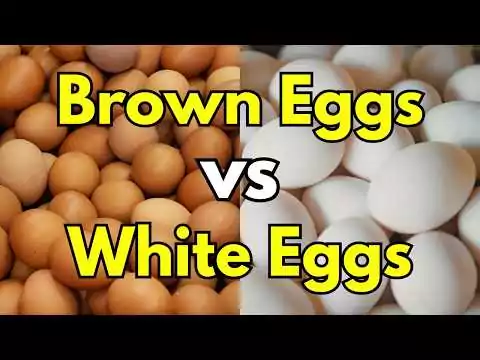 Was ist der Unterschied zwischen braunen und weißen Eiern farbe ei