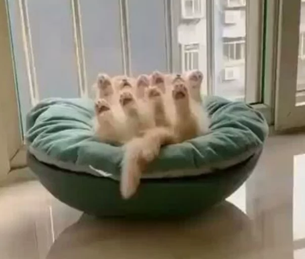 Zwei schlafende kleine Kätzchen katzen schlafen