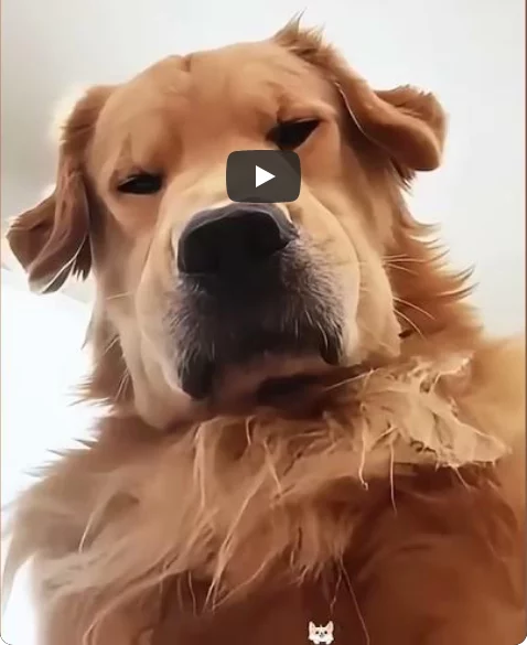 Lustige Angelegenheiten mit Golden Retriever funny-retriever