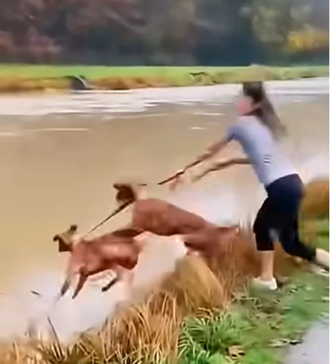 Pannen beim Gassi gehen mit Hunden gassi-gehen