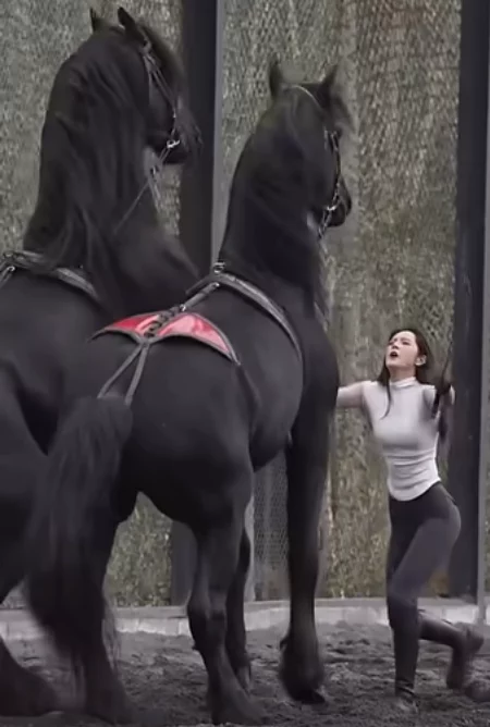 Prächtige Pferde und ihr Reiter pferd-reiter